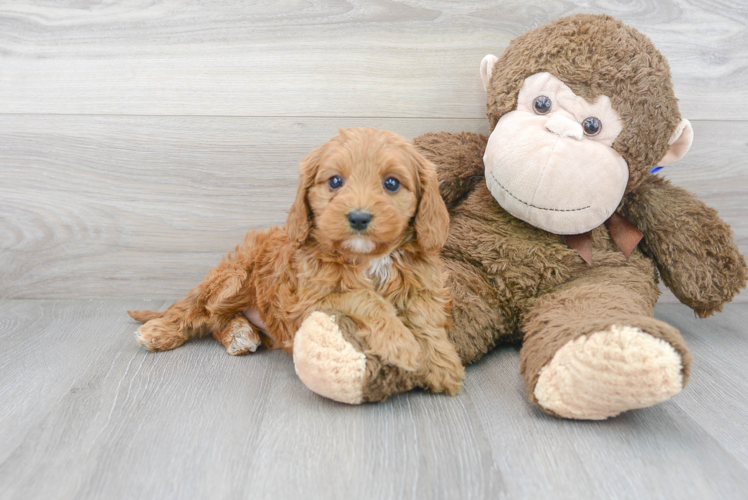 Cute Cavoodle Poodle Mix Puppy