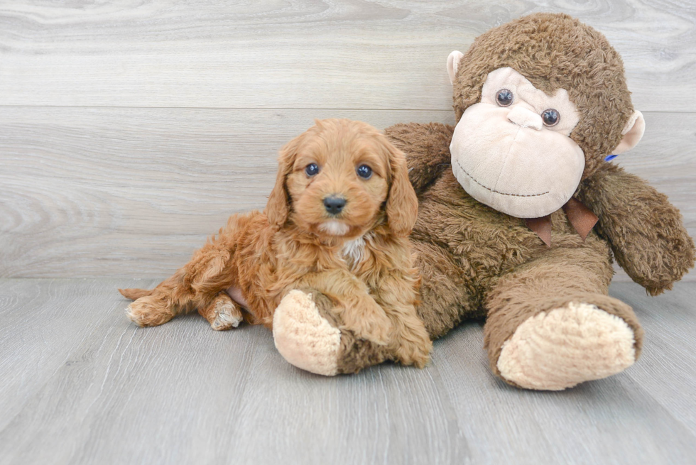 Cute Cavoodle Poodle Mix Puppy
