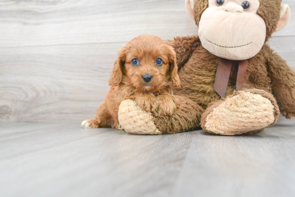 Cavapoo Puppy for Adoption