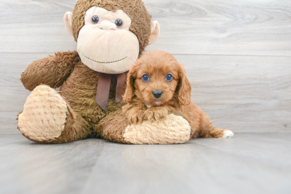 Cavapoo Puppy for Adoption