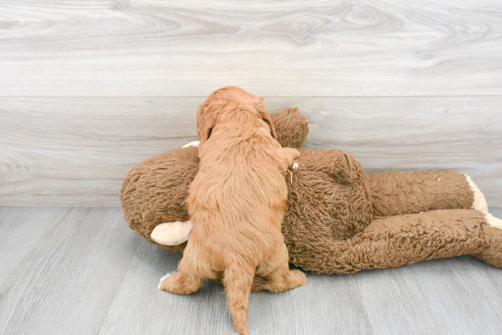 Cavapoo Puppy for Adoption