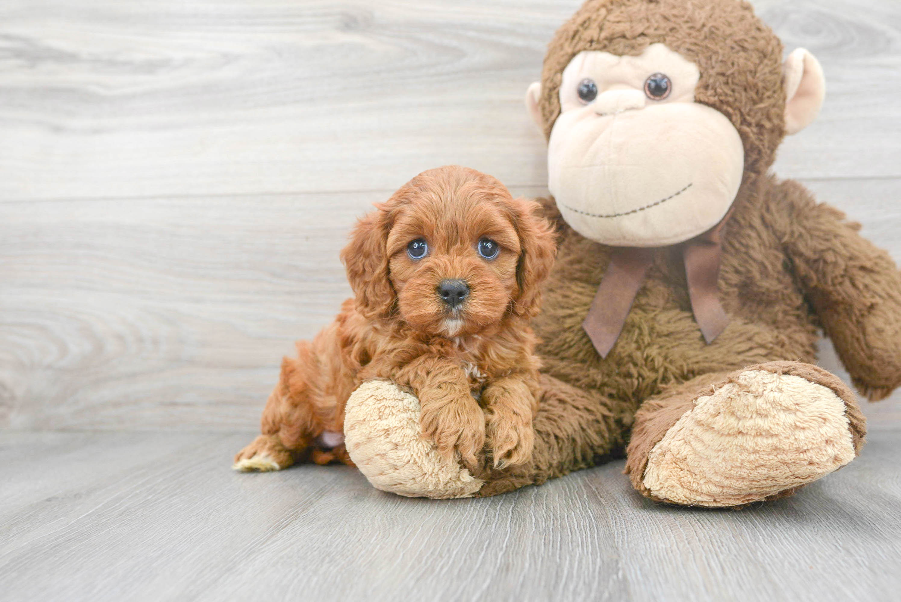 Happy Cavapoo Baby