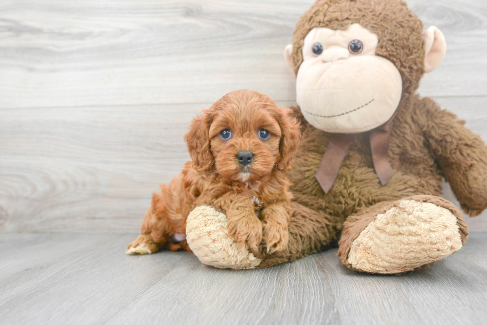 Happy Cavapoo Baby