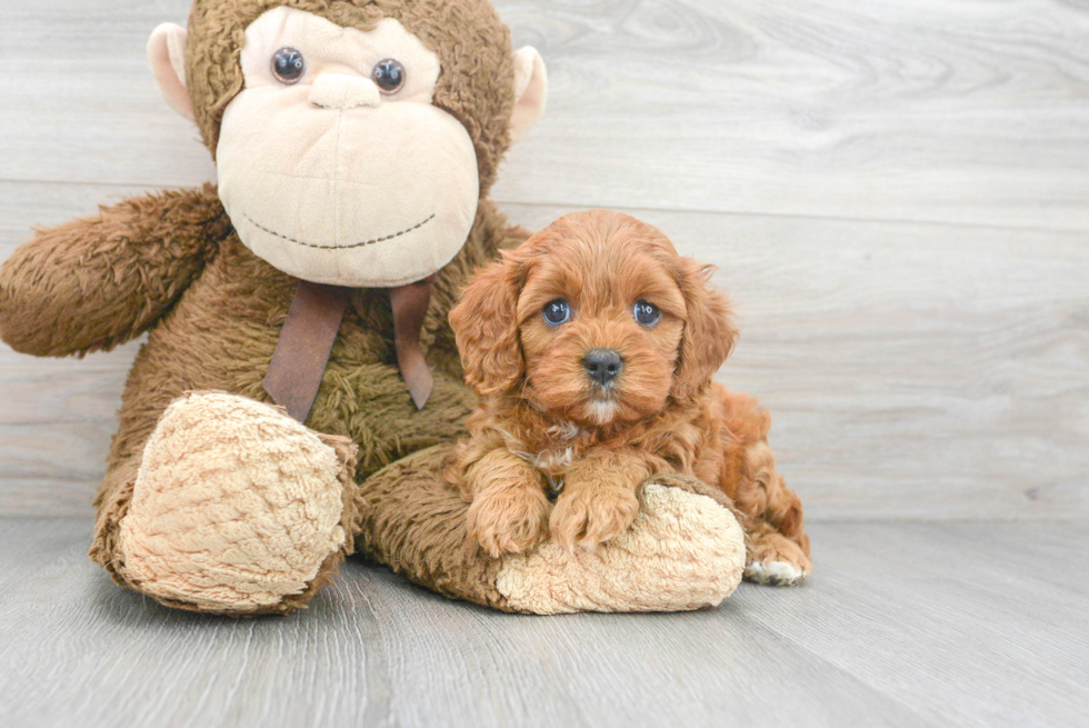 Cavapoo Puppy for Adoption