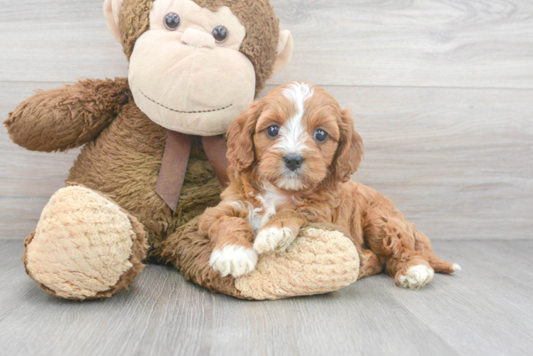 Sweet Cavapoo Baby