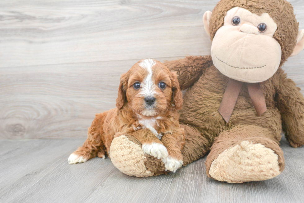 Small Cavapoo Baby