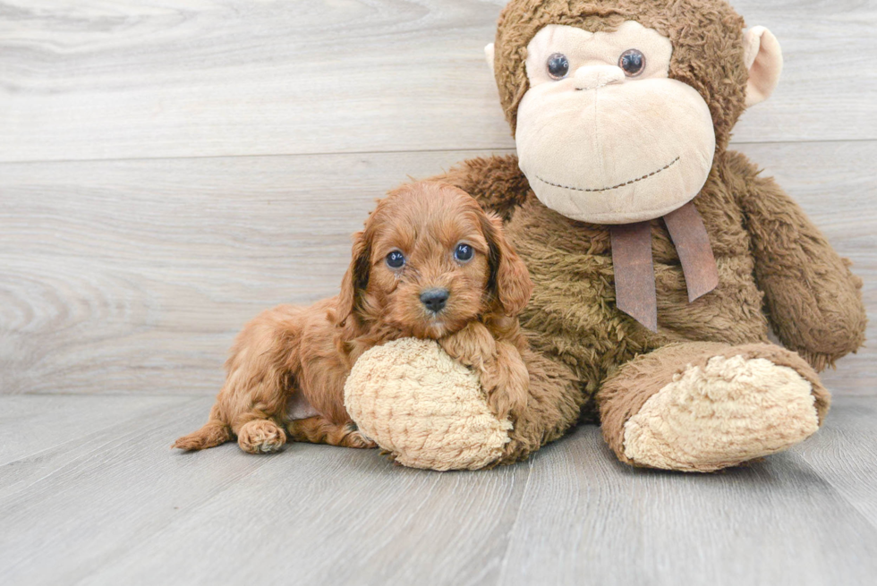 Best Cavapoo Baby