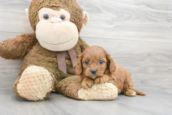 Cavapoo Puppy for Adoption