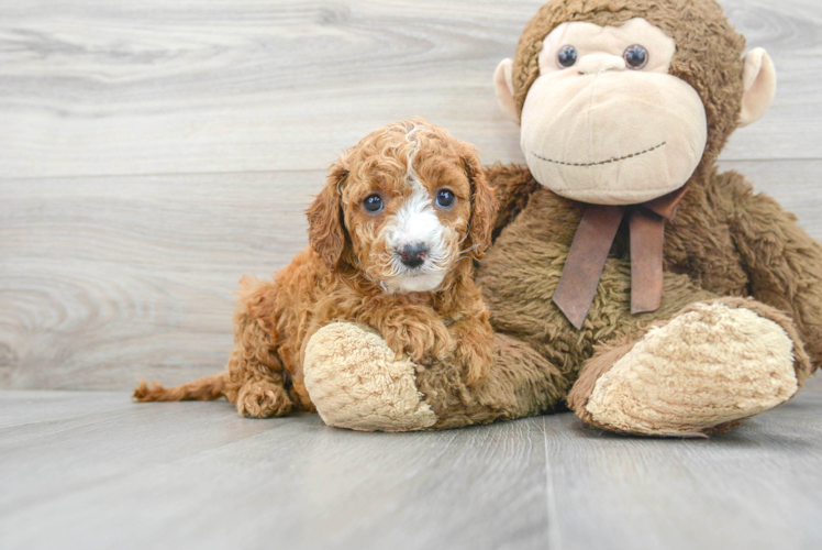 Cavapoo Puppy for Adoption