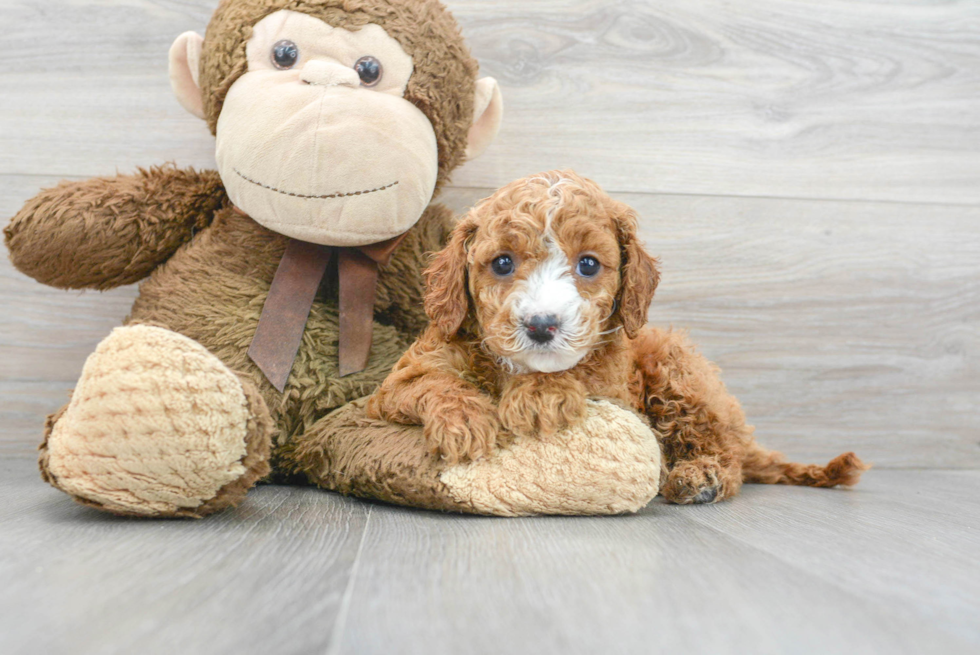 Cavapoo Pup Being Cute