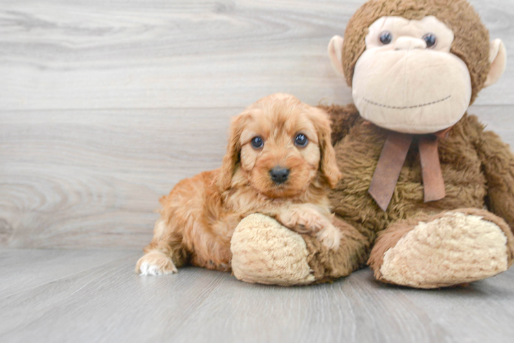 Happy Cavapoo Baby
