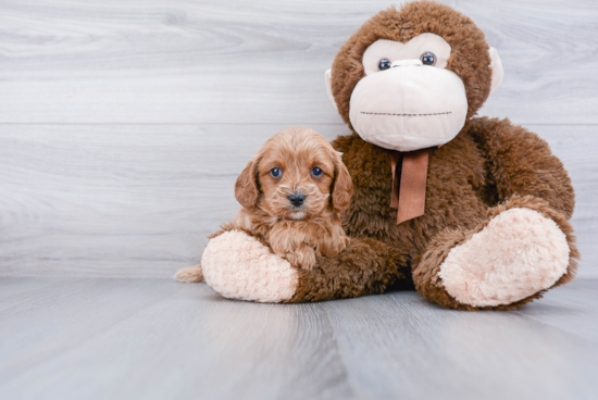 Friendly Cavapoo Baby