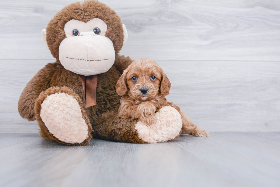 Best Cavapoo Baby