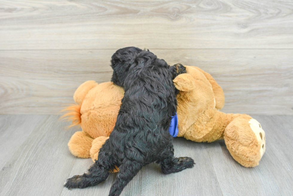 Little Cavoodle Poodle Mix Puppy