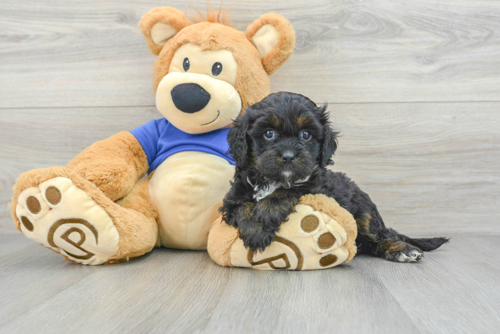 Energetic Cavoodle Poodle Mix Puppy