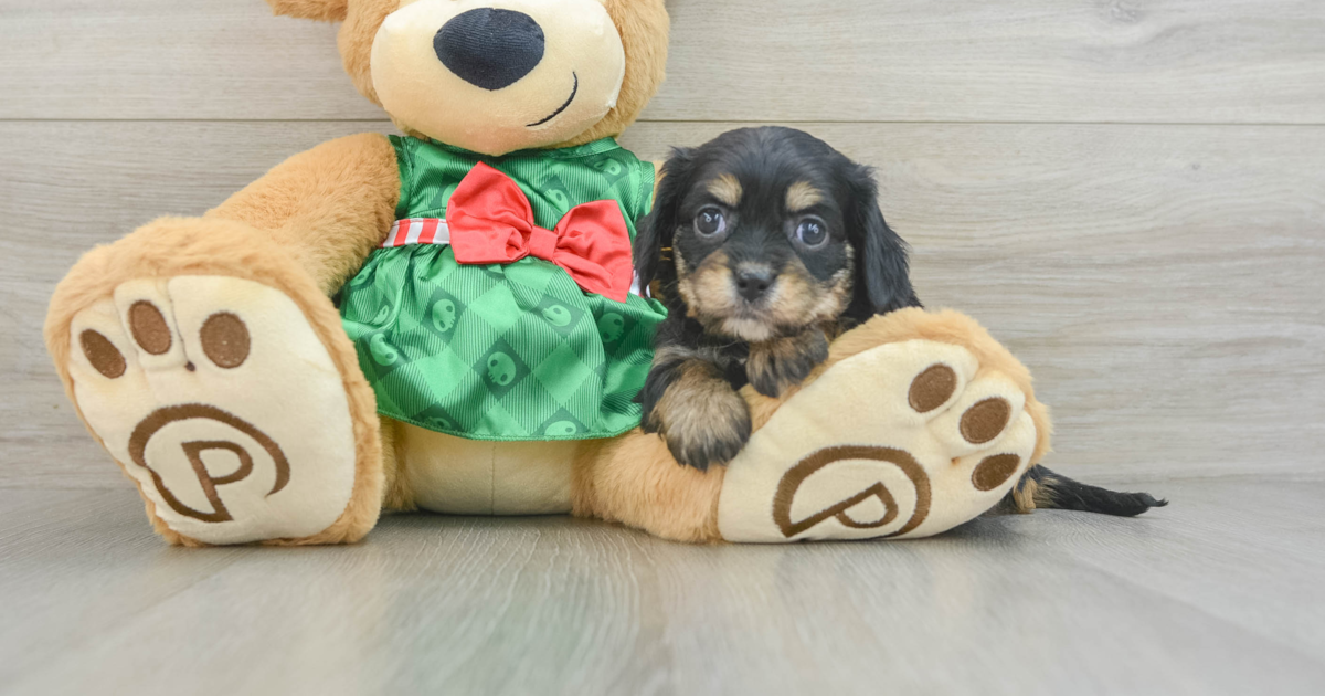 Cute Cavapoo Elwood: 4lb 2oz Doodle Puppy