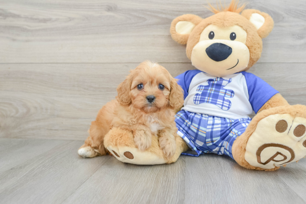 Cute Cavapoo Baby