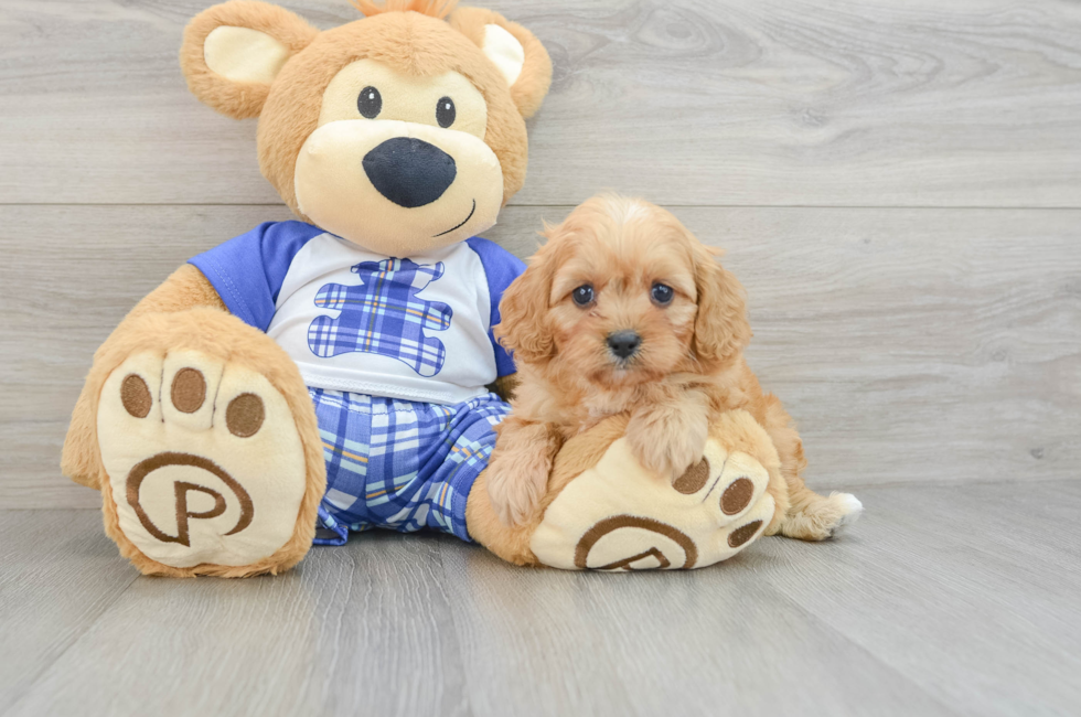 6 week old Cavapoo Puppy For Sale - Premier Pups