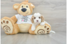 Small Cavapoo Baby