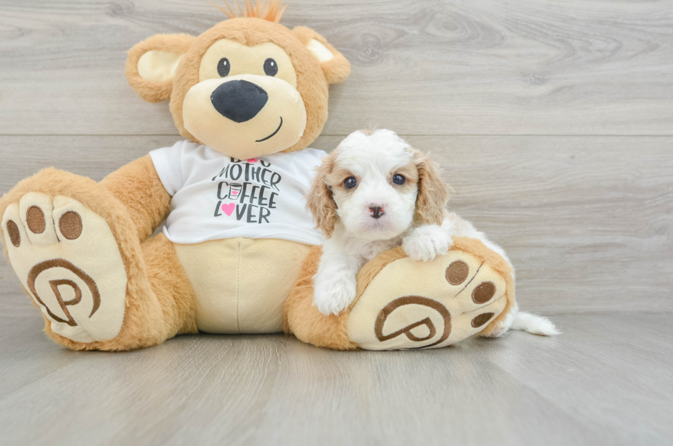 5 week old Cavapoo Puppy For Sale - Premier Pups