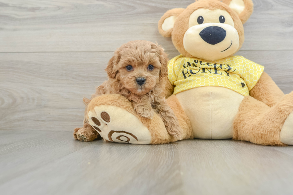 Hypoallergenic Cavadoodle Poodle Mix Puppy