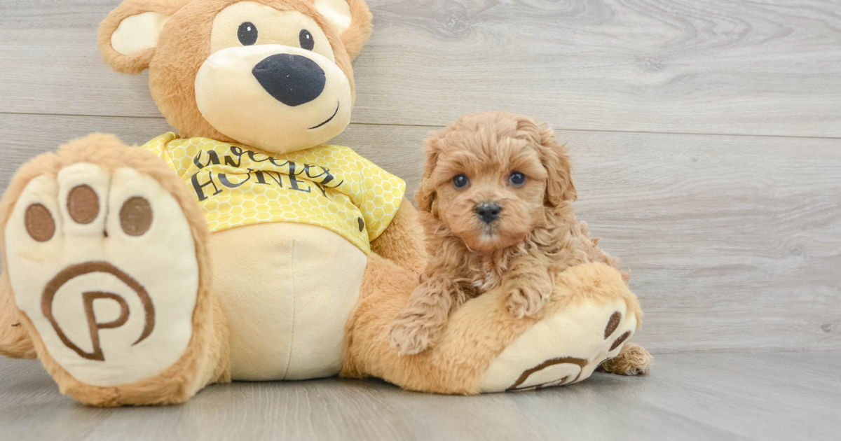 Fluffy Cavapoo Elwood: 4lb 2oz Doodle Puppy