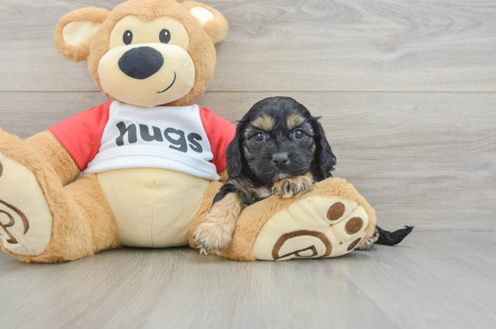 7 week old Cavapoo Puppy For Sale - Premier Pups
