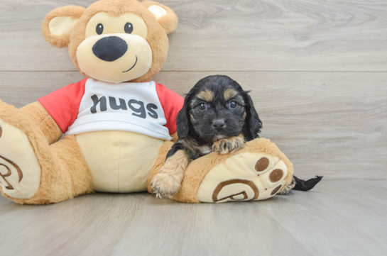 Cavapoo Puppy for Adoption
