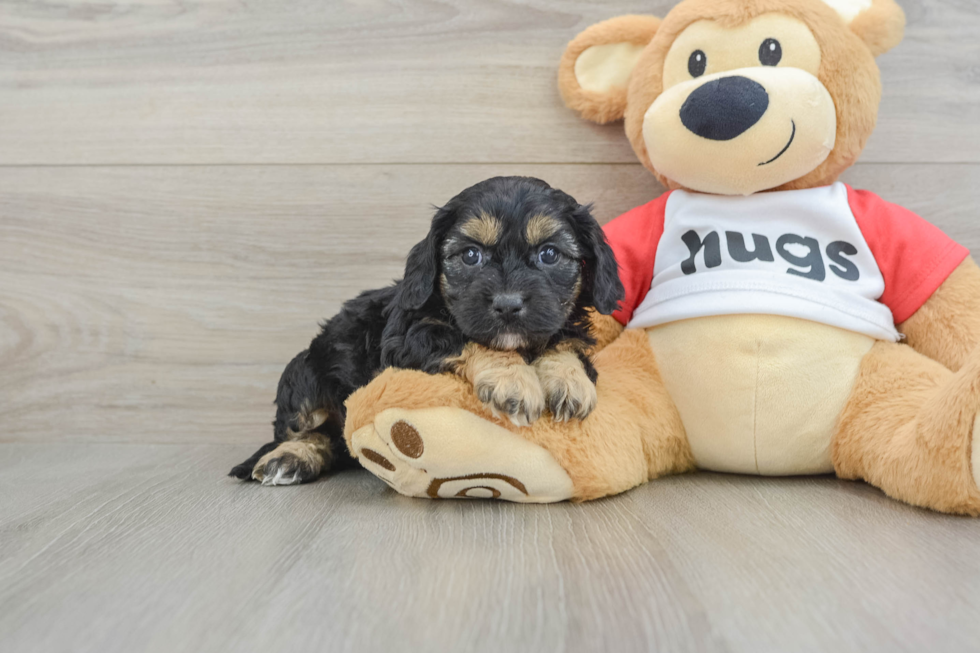 Best Cavapoo Baby