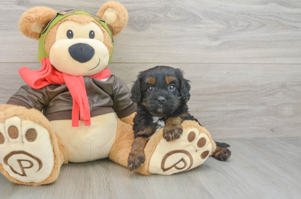 5 week old Cavapoo Puppy For Sale - Premier Pups