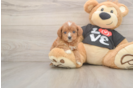 Happy Cavapoo Baby