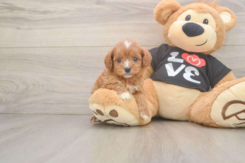 Happy Cavapoo Baby