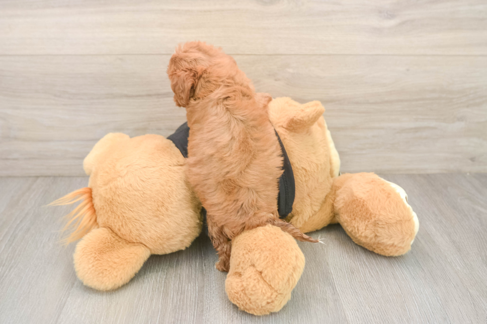 Fluffy Cavapoo Poodle Mix Pup