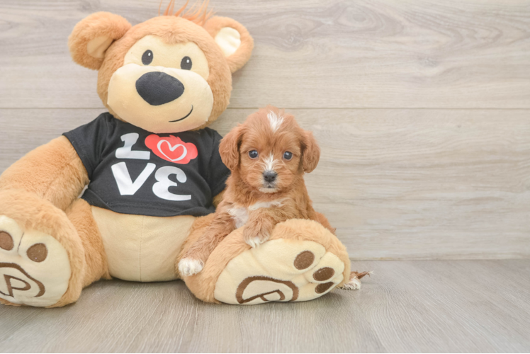 Cavapoo Pup Being Cute