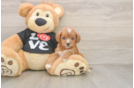 Cavapoo Pup Being Cute
