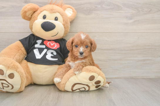 Cavapoo Pup Being Cute