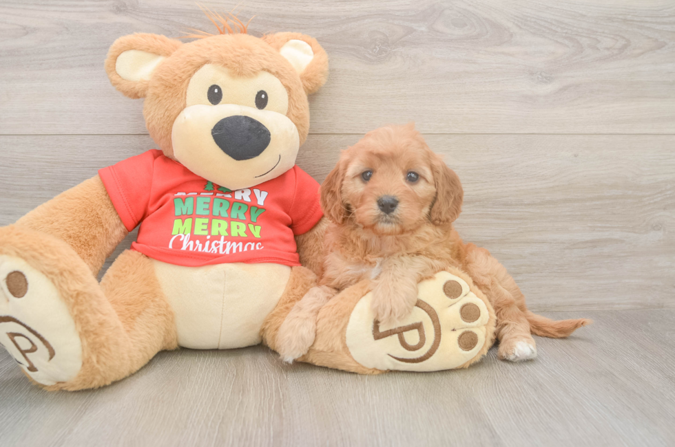 5 week old Cavapoo Puppy For Sale - Premier Pups