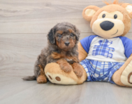 7 week old Cavapoo Puppy For Sale - Premier Pups