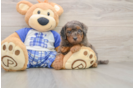 Cavapoo Puppy for Adoption