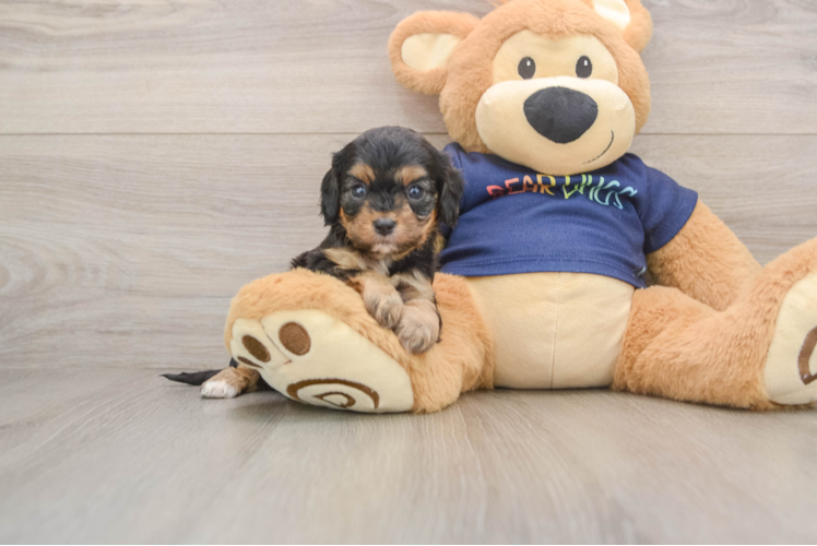Cavapoo Pup Being Cute