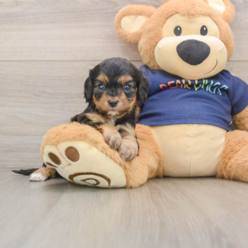 Cavapoo Pup Being Cute