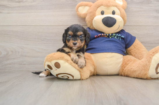 Cavapoo Pup Being Cute