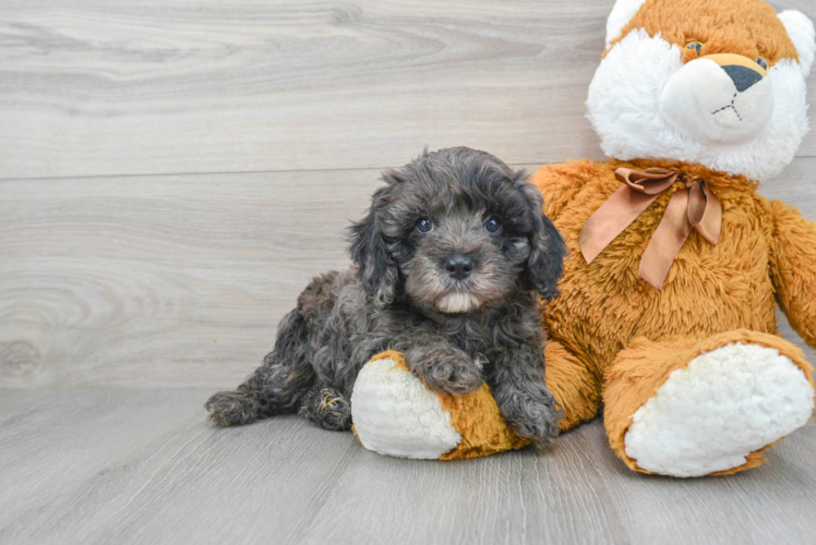 Sweet Cavapoo Baby