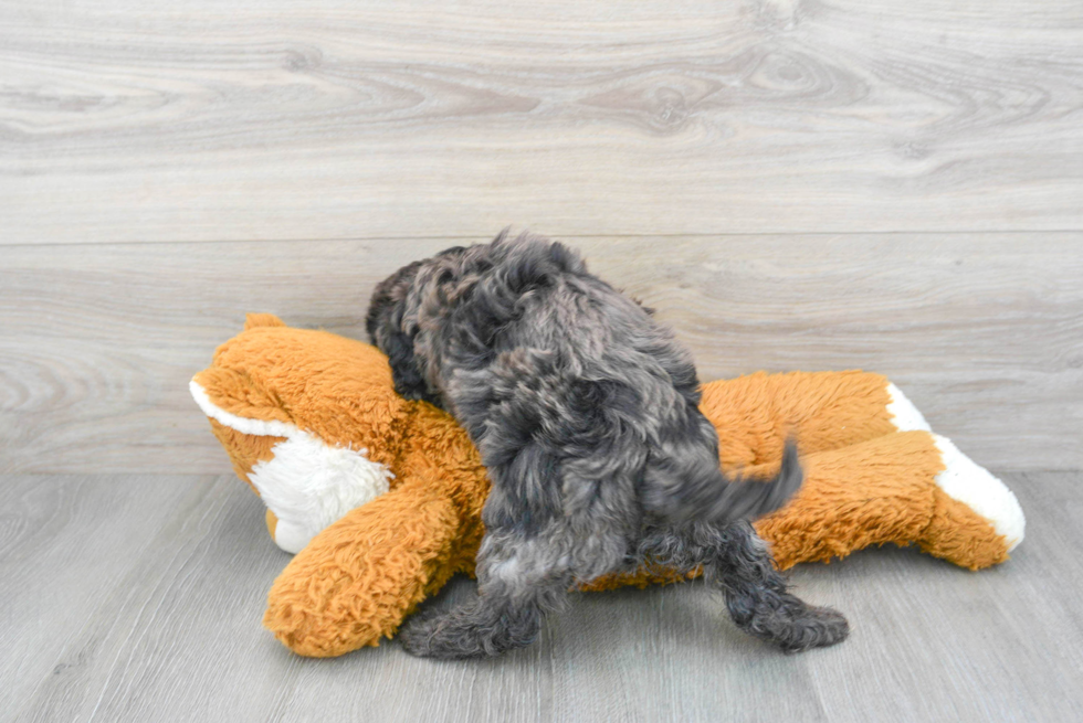 Playful Cavoodle Poodle Mix Puppy