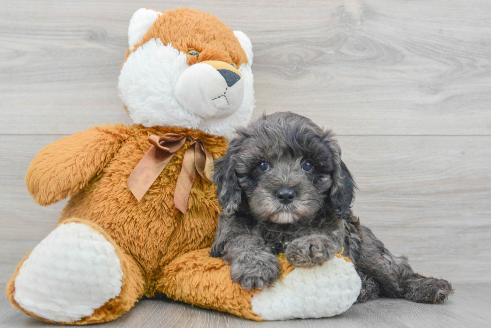 Playful Cavoodle Poodle Mix Puppy