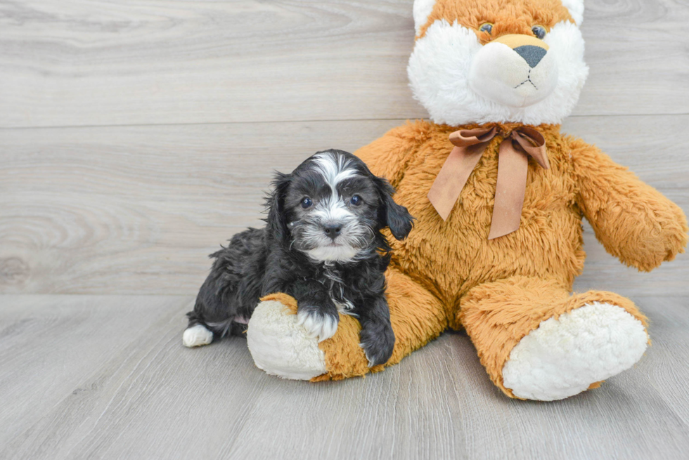 Cavapoo Pup Being Cute