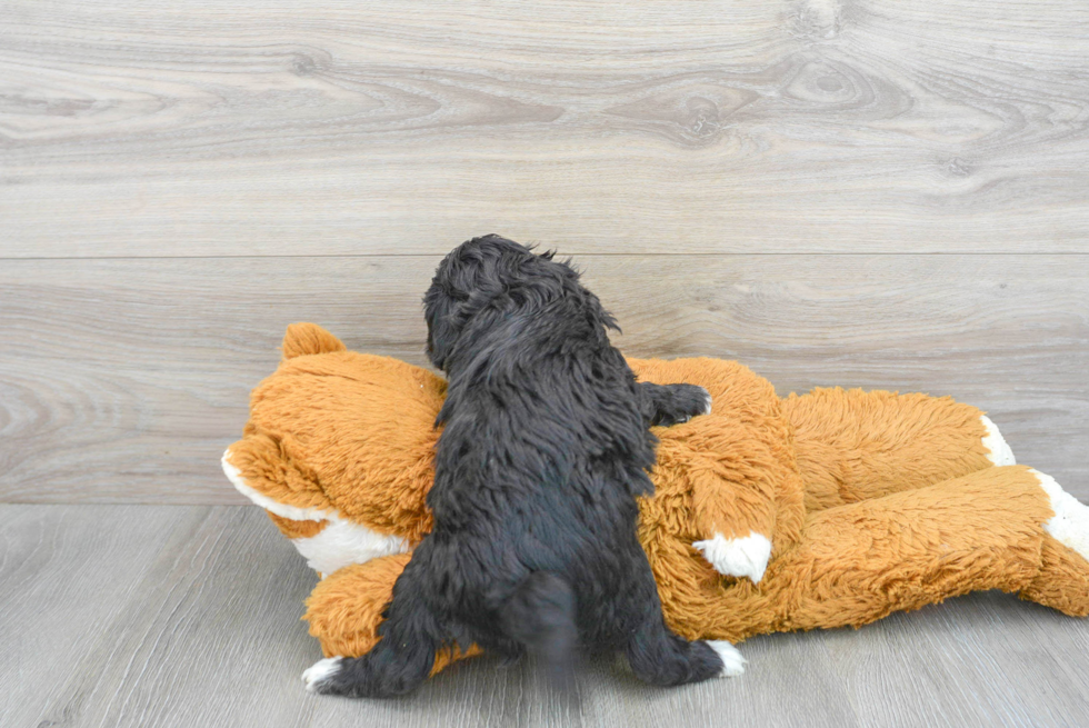 Hypoallergenic Cavoodle Poodle Mix Puppy