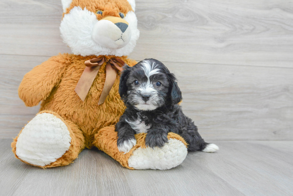 Petite Cavapoo Poodle Mix Pup