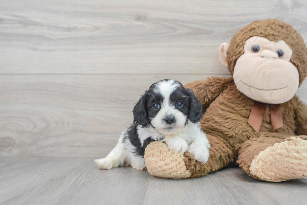 Energetic Cavoodle Poodle Mix Puppy