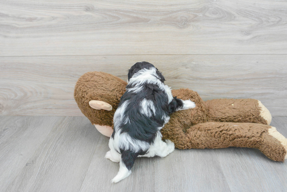 Playful Cavoodle Poodle Mix Puppy